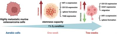 The role of hypoxia and radiation in developing a CTCs-like phenotype in murine osteosarcoma cells
